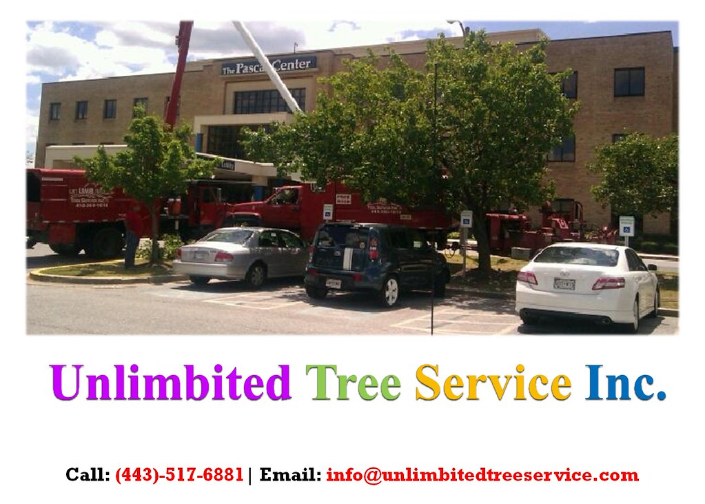 Best Tree Care and Tree Service Burtonsville, Maryland Flickr