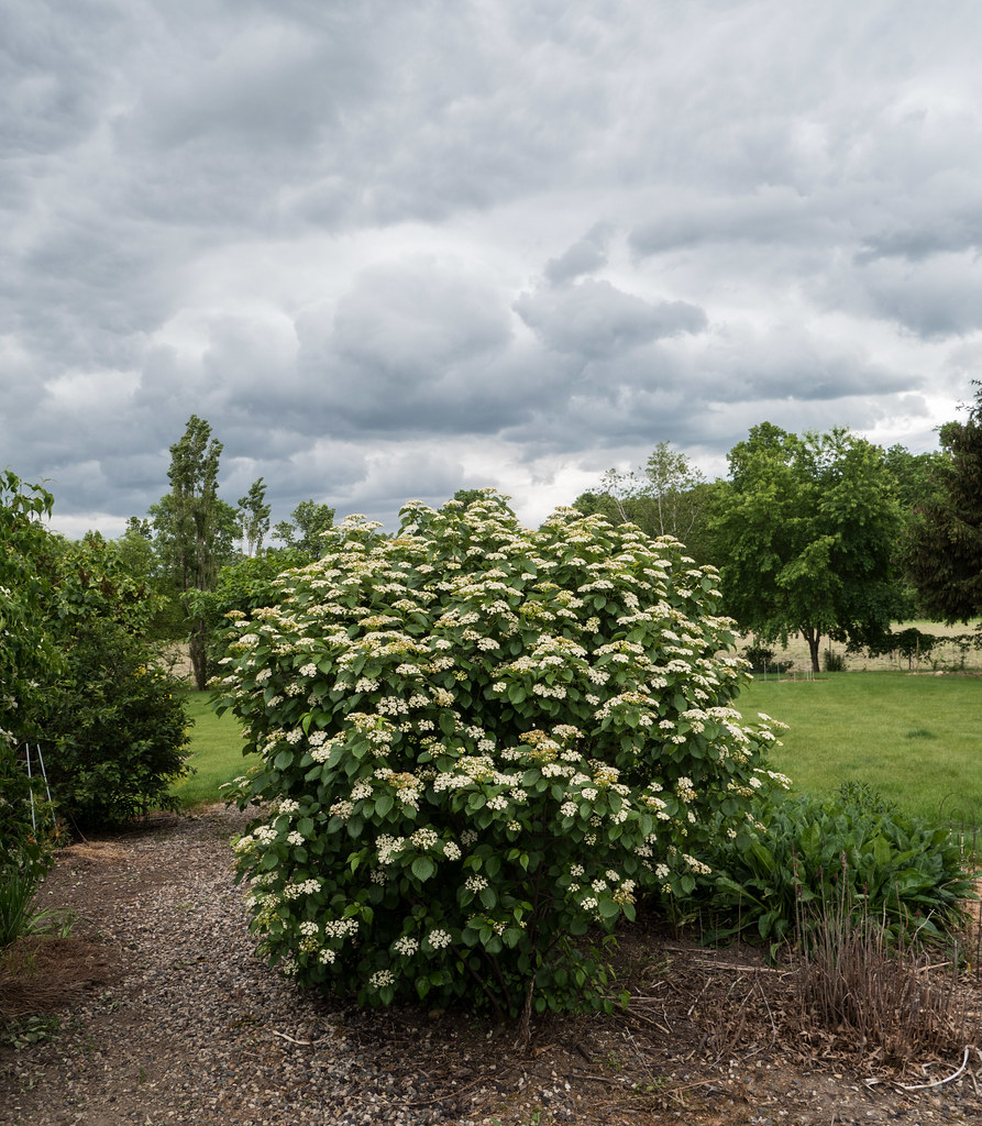 Viburnum dentatum 'Ralph Senior', 2017, Autumn Jazz [Arrow… Flickr