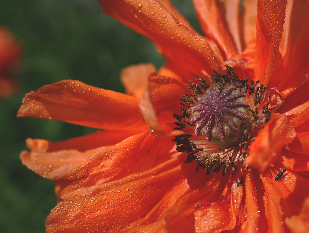 Poisonous Seduction Deceptive beauty of Poppy flower for M… Flickr