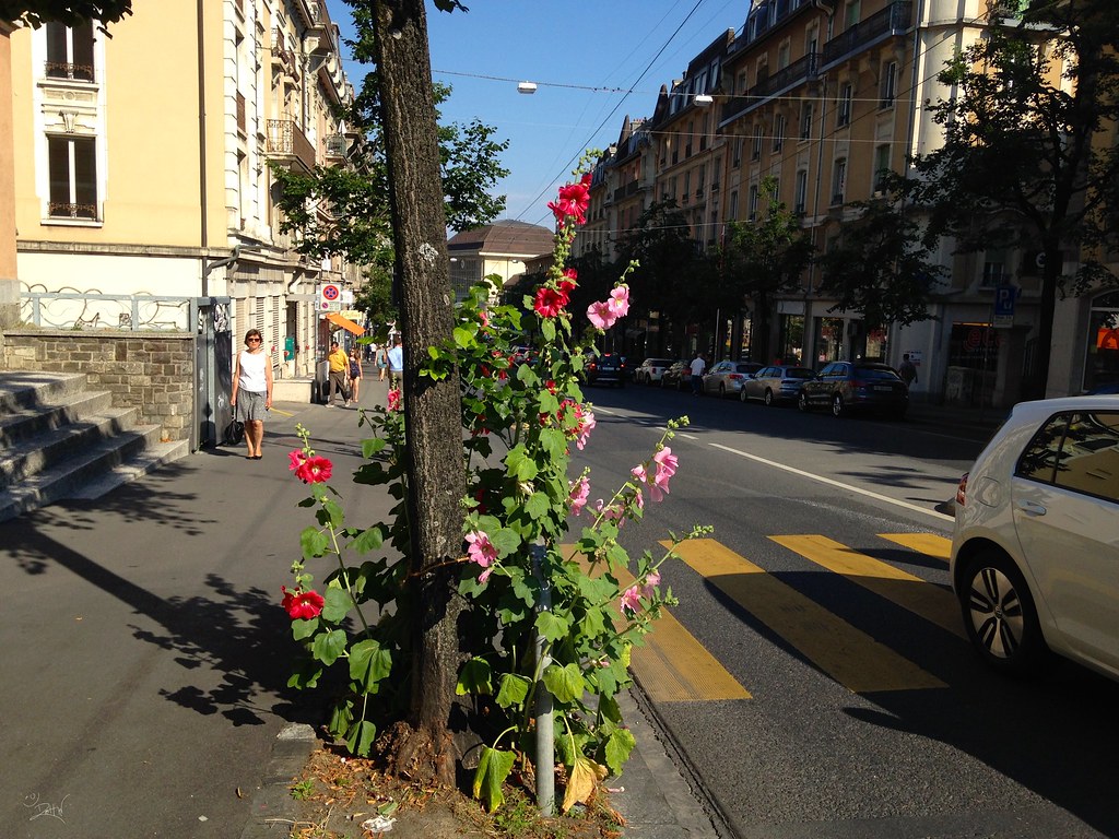Flower power Hibiscus à l'Avenue Louis Lausanne