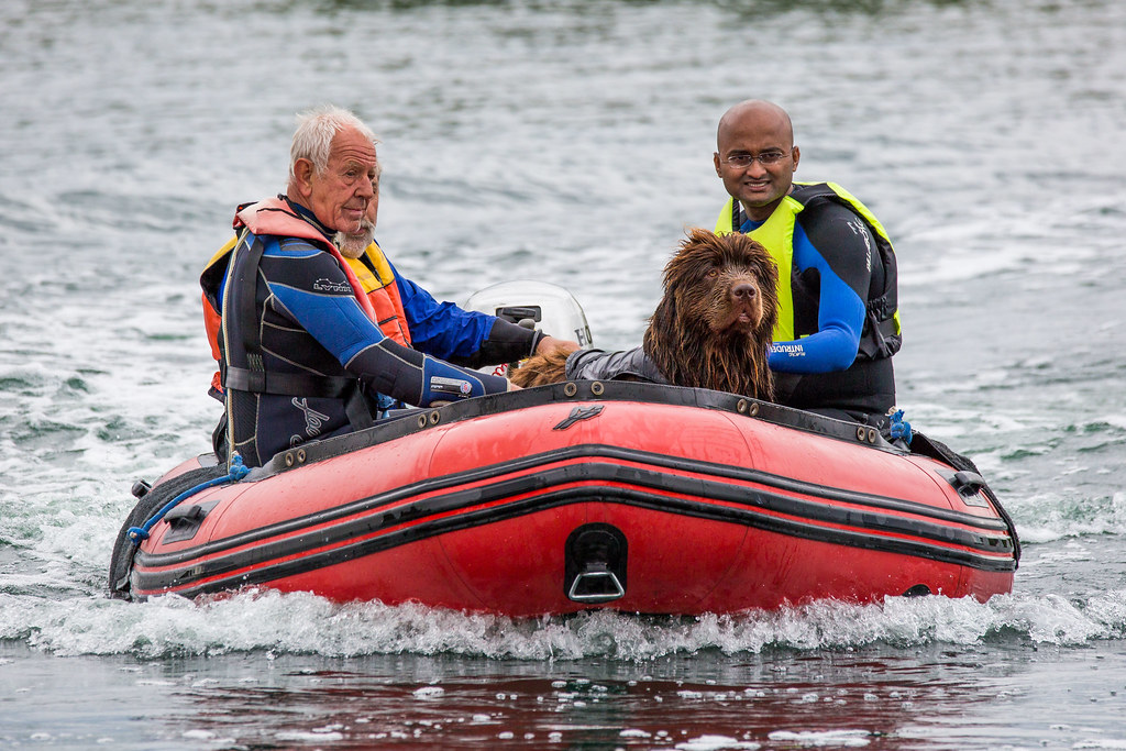 In Training Newfoundland dogs undergoing water rescue trai… Flickr