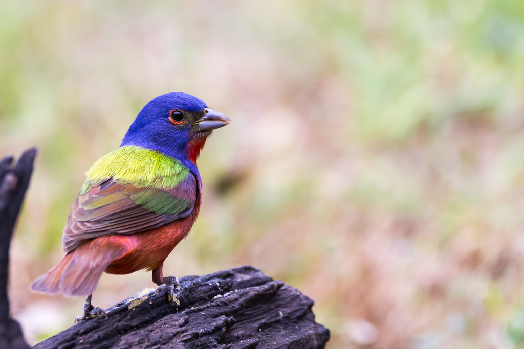 Painted Bunting Pedernales Falls State Park, Texas Tim Herbert Flickr