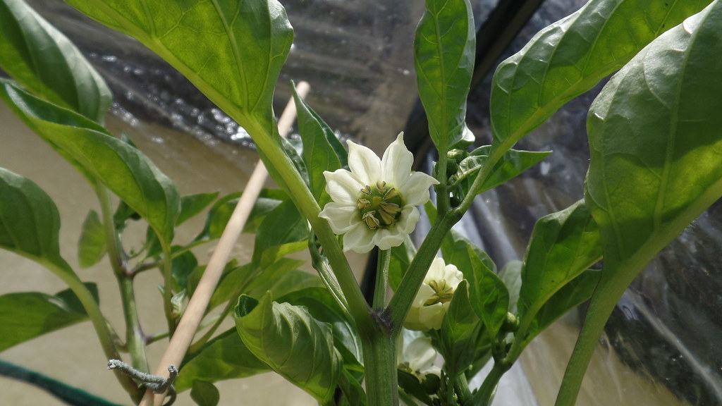 2017_06_05 Paprika flower Paprika flower satellit1966 Flickr