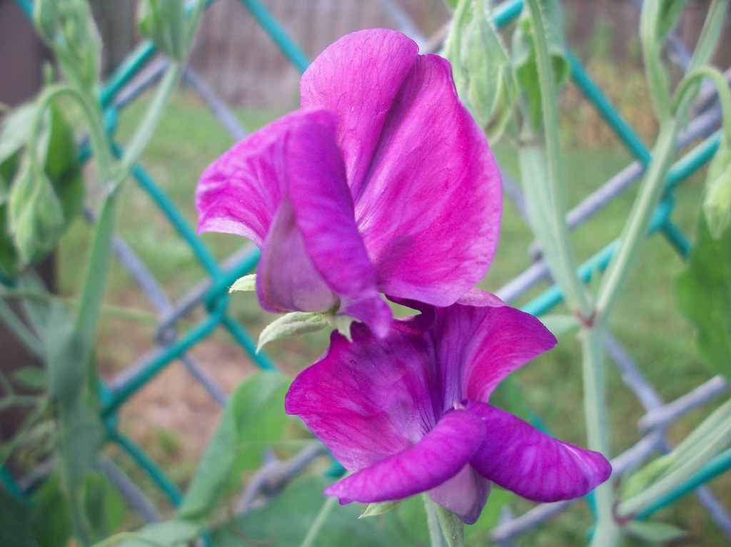 Summer Time Sweet Peas, Growing On A Chain Link Fence… Flickr