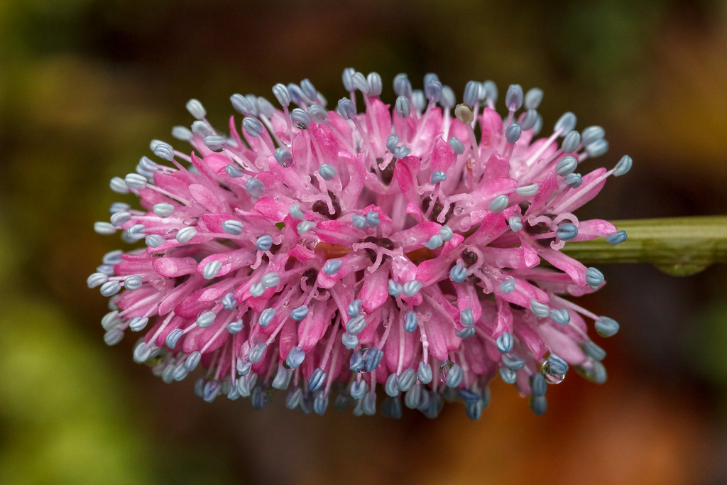 Helonias bullata (swamp pink), inflorescence a photo on Flickriver