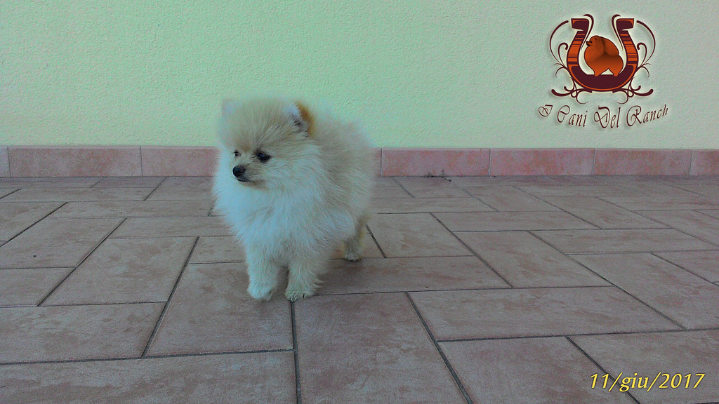 Adorable Costo Cane Pomerania Nano l2sanpiero