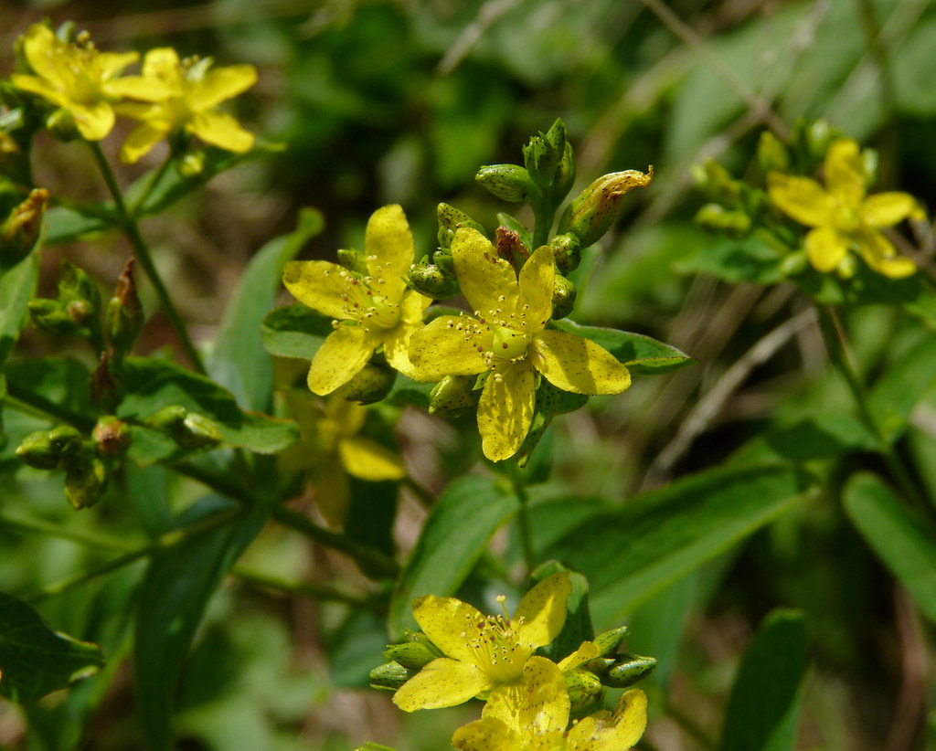 Spotted St. John's Wort a photo on Flickriver