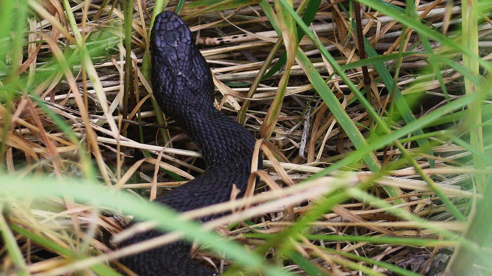 Amphibians & Reptiles in UK & Ireland Flickr