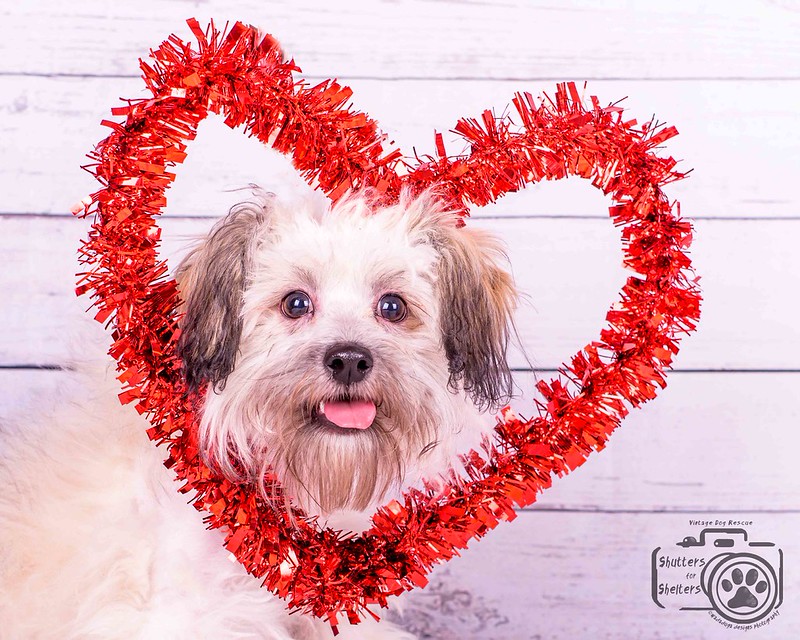 Vintage Dog Rescue Flickr