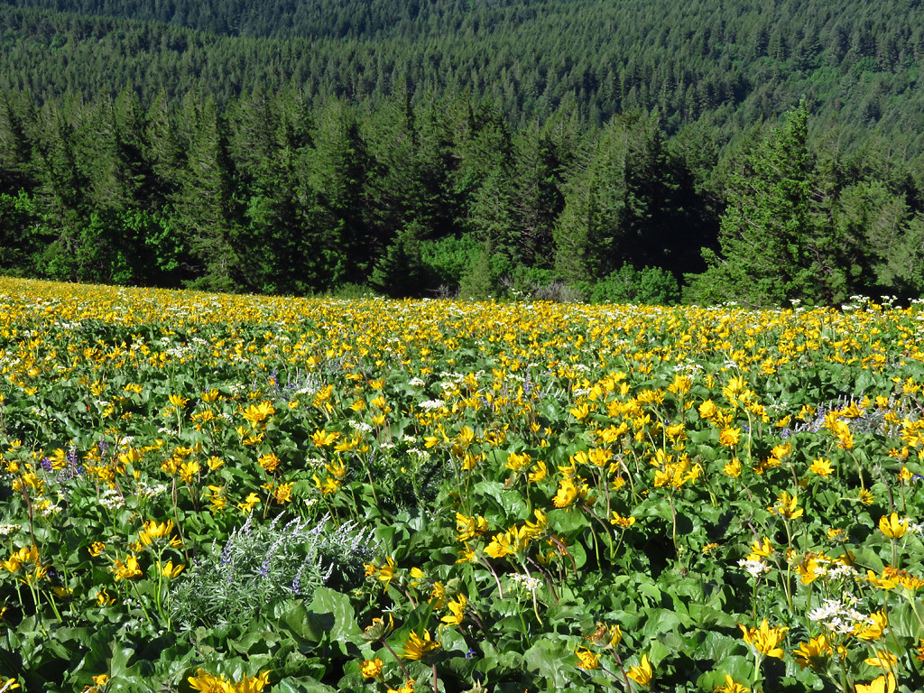 Wildflowers on Dog Mountain Trail in Washington Wildflower… Flickr
