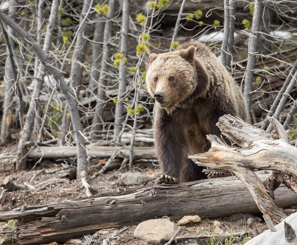 Grizzly bear near Frying Pan Spring NPS/Jim Peaco Yellowstone