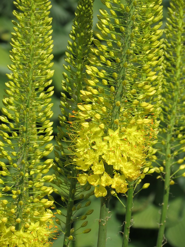 Eremurus stenophyllus Belgium. National Botanic Garden. ww… Flickr
