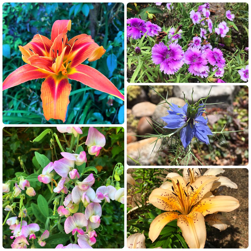 July Flowers A selection of July flowers in the garden Timo Newton