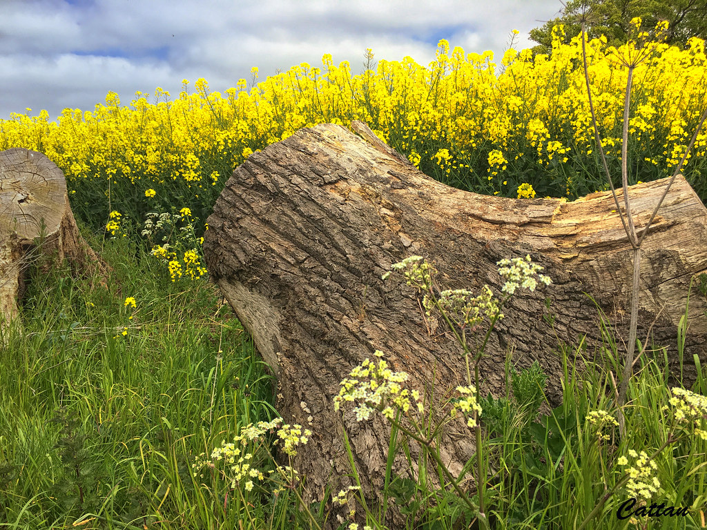Rapeseed farm Sutton Coldfield Rapeseed farms in Sutton … Flickr