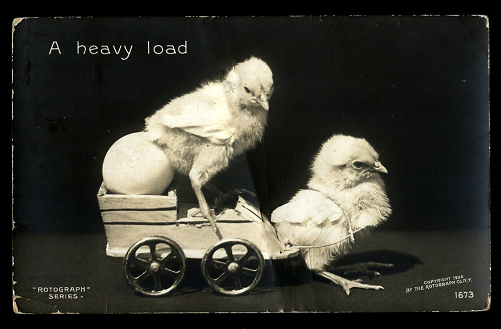 f_2chicks 1906 RPPC of two and a half chicks having fun on… Flickr