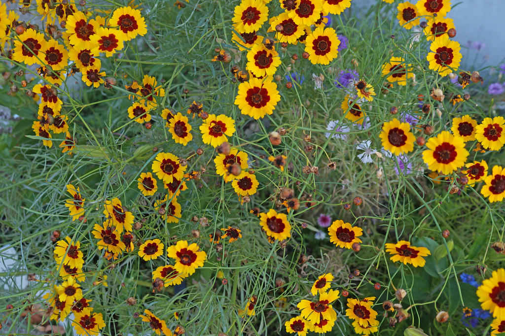 Cheerful A multitude of plains coreopsis flowers Spencer