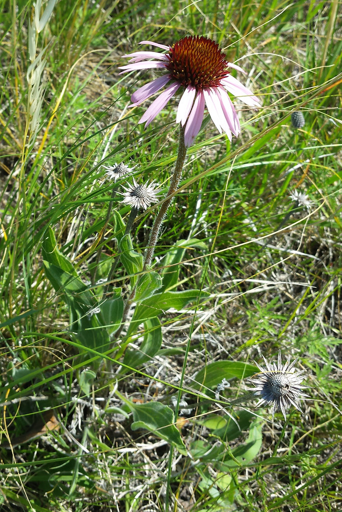 coneflower PlantBlitz at Blanket Flower Prairie SNA near R… Flickr