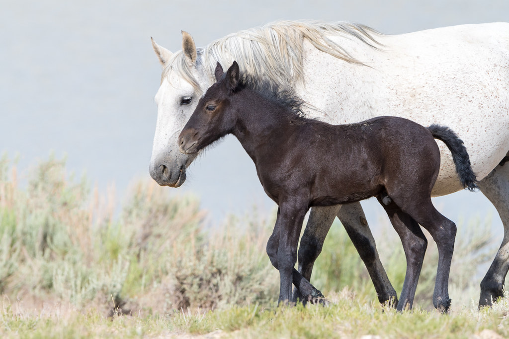 Staying Close To Mom New wild colt stays close to mom. San… Flickr