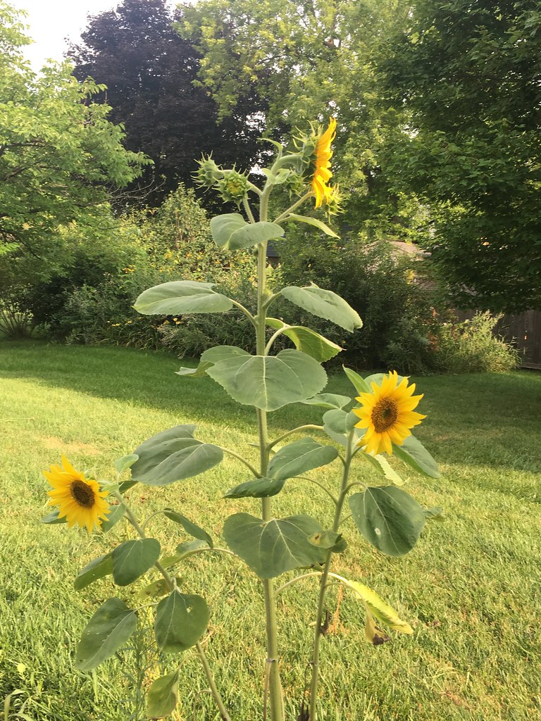 Sunflowers in July Flickr