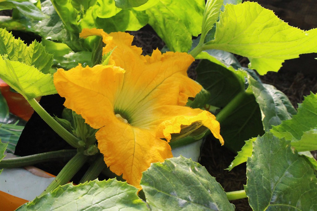 Courgette flower Taken last month, I've been picking ripe … Flickr