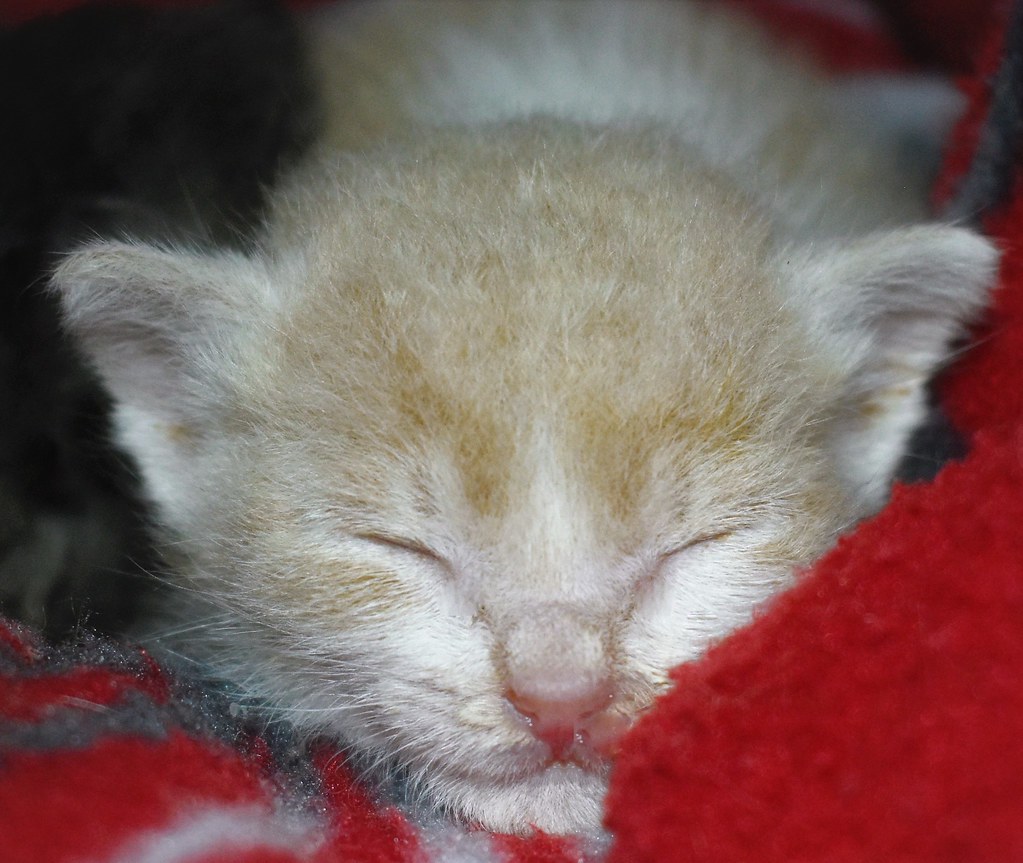 Relaxed Three week old kitten that Mama is fostering for a… Flickr