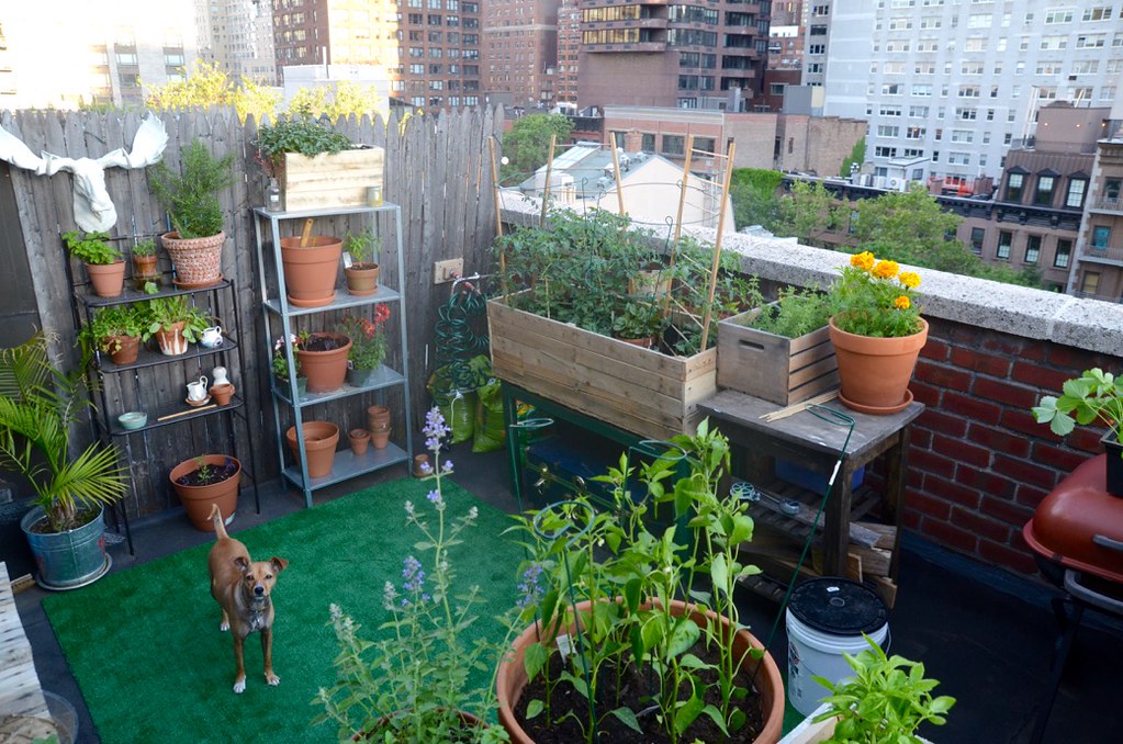 NYC Balcony Cocktail Garden I live in NYC and grow an urba… Flickr
