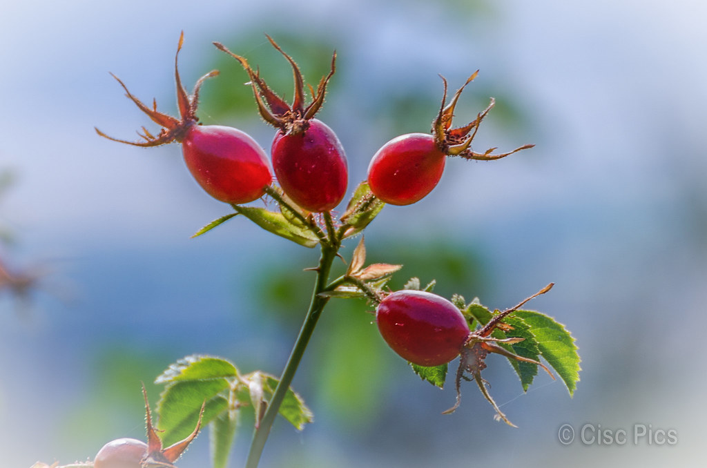 Wild Rose Hips Rose Hips on the track down Mount Iron in W… Flickr