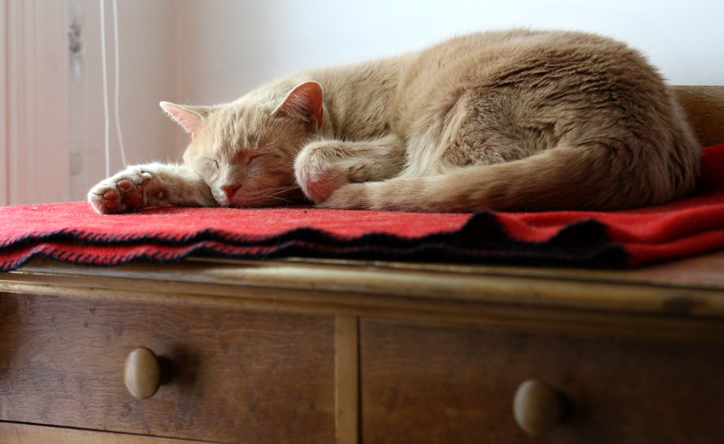 A current favorite napping spot My cats' favorite sleeping… Flickr