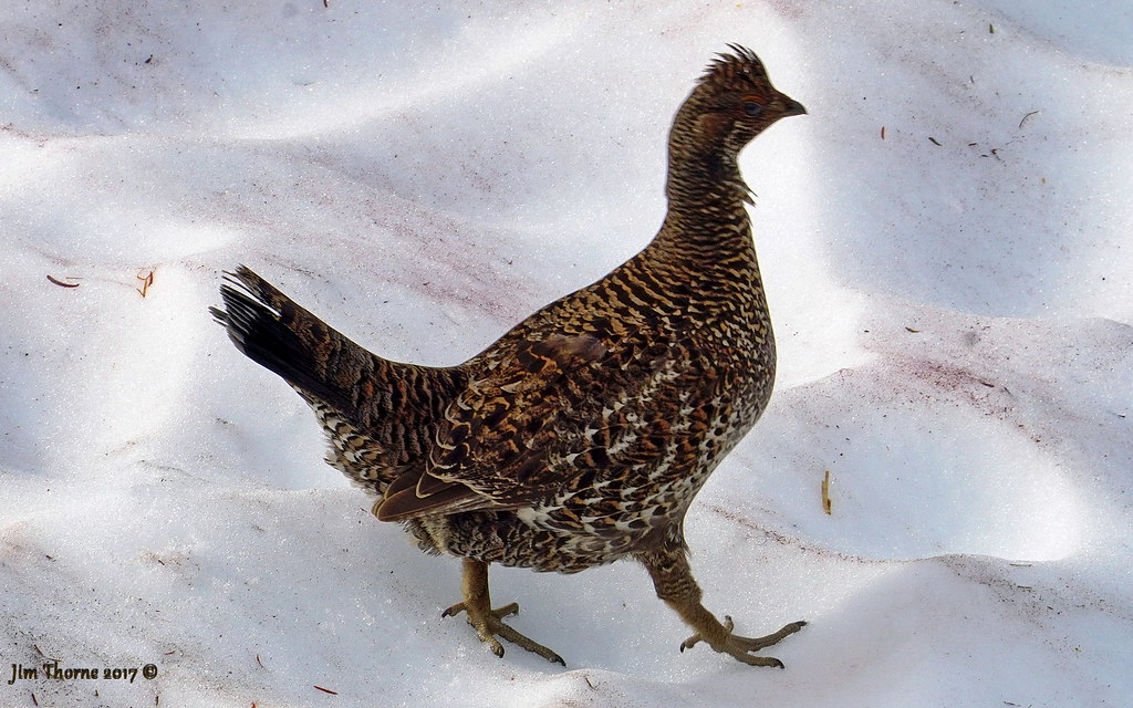 Grouse (Sooty, female Dendragapus fuliginosus) Copper … Flickr