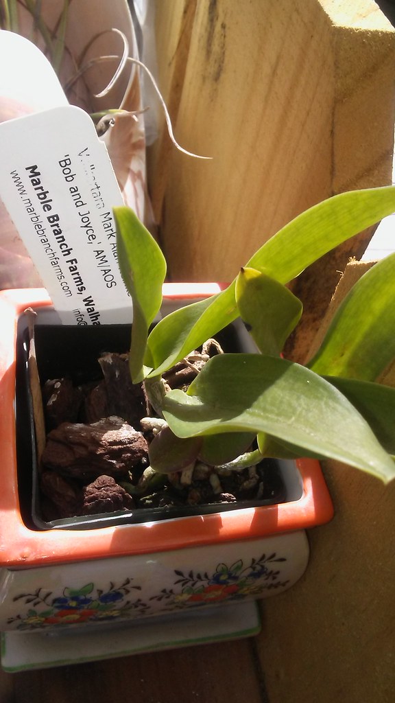 Volkertara Mark Alan Reinke ‘Bob and Joyce, ‘AM/AOS Flickr