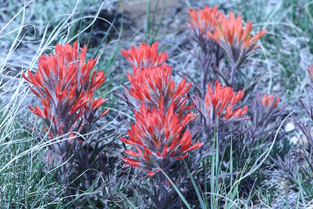 Indian Paintbrush Castilleja linariaefolia Laramie Co., WY