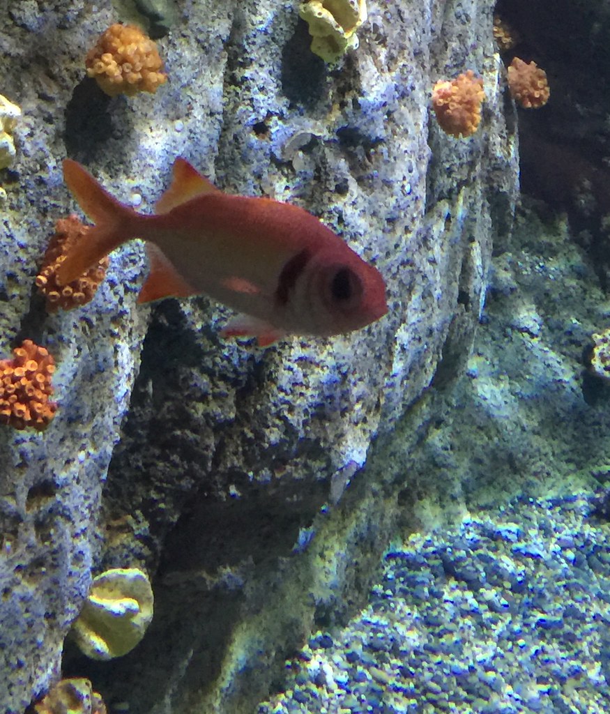 Aquarium of the Pacific. Long Beach, CA Stan Augustyniewicz Flickr