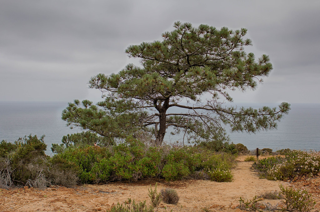 Torrey Pine In its native habitat, Pinus torreyana is foun… Flickr