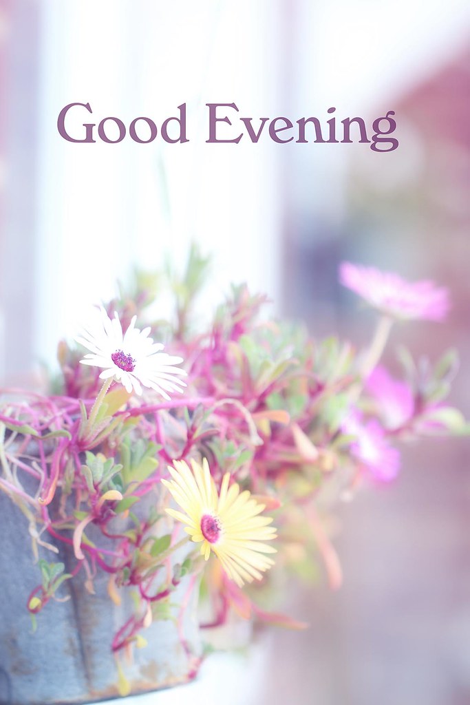 Good Evening Images Flowers / Good Evening Quotes With Flowers