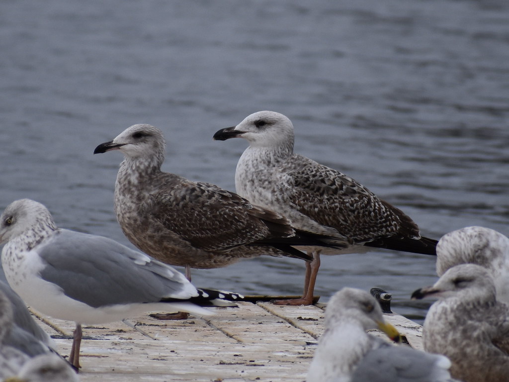 1st Winter Herring and Great Blackbacked Gull Comparison Flickr