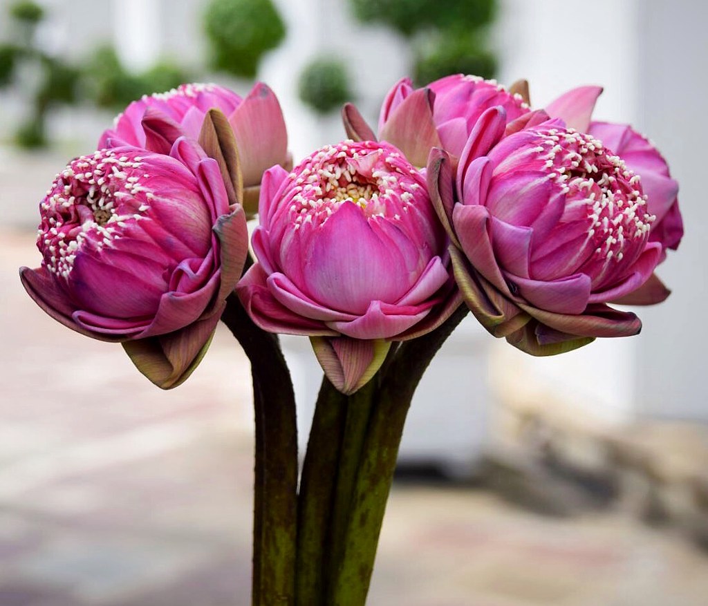 Temple Flowers Bangkok / Thailand sembach001 Flickr