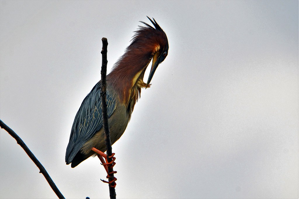 Green Heron, Minnesota, Anoka County Fridley, Springbrook… Flickr