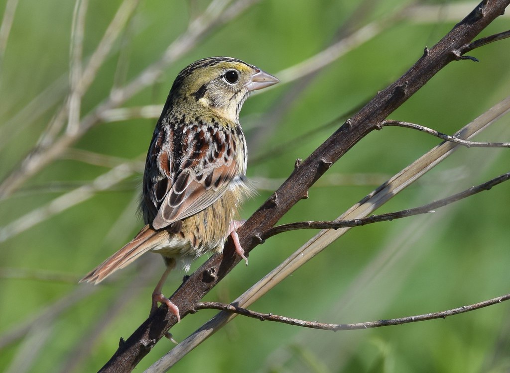 99998 Henslow's Sparrow Weldon Springs CA, MO 4/30/16 This… Flickr