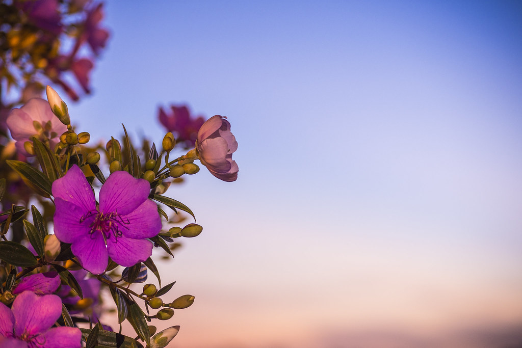 Flowers at dusk anderchalegre Flickr