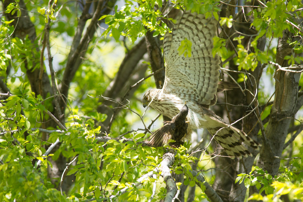 Juvenile Cooper’s Hawk a photo on Flickriver