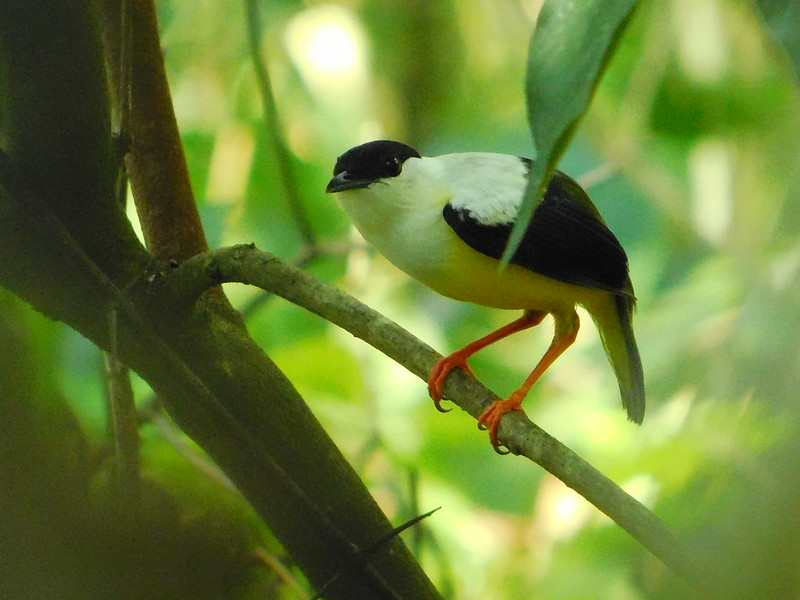Whitecollared Manakin / Manacus candei photo call and song