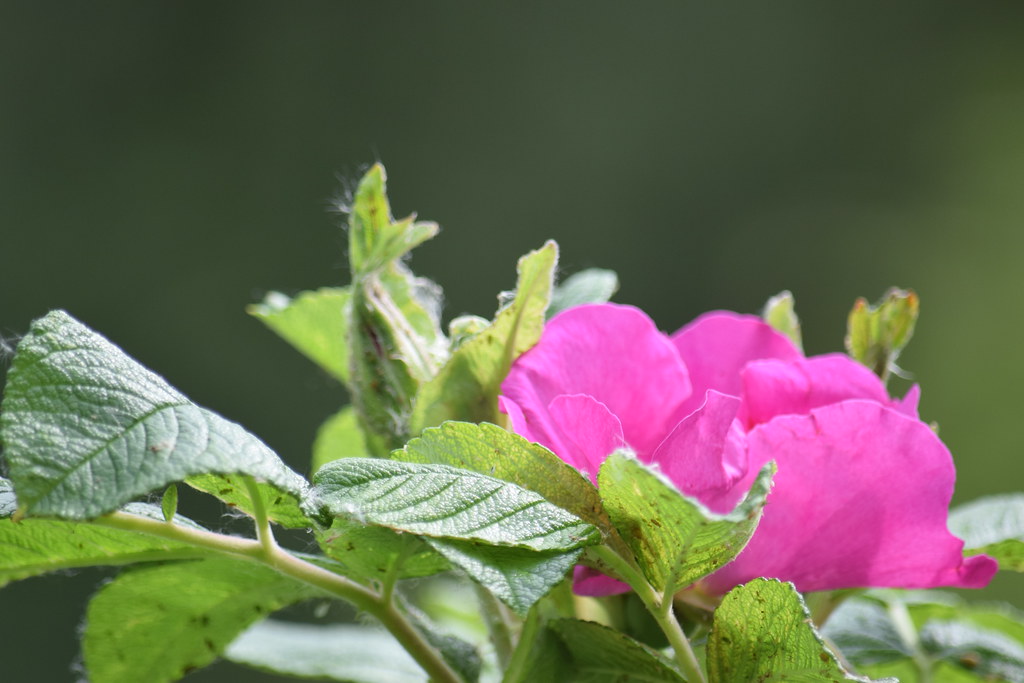 A Wild Rose Photo taken at the Sevenoaks Wildlife Reserve,… Flickr