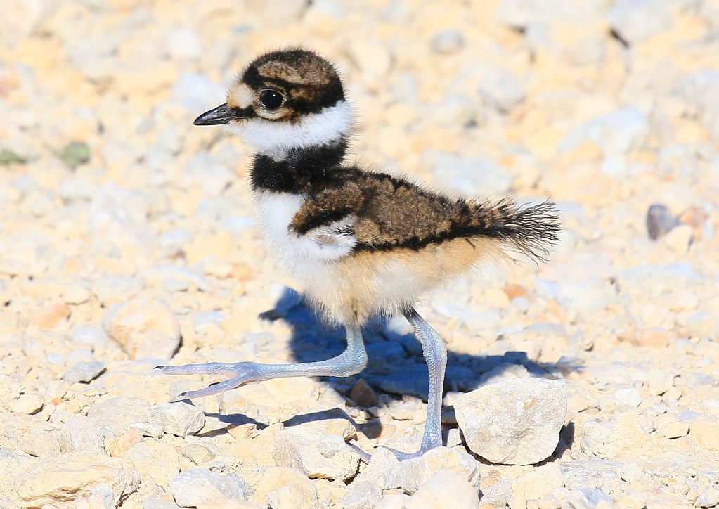killdeer chick at Cardinal Marsh IA 854A2939 Even though t… Flickr
