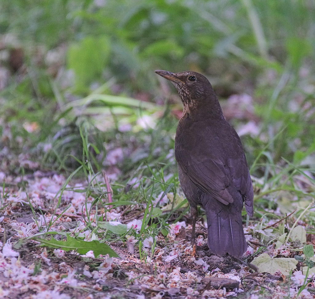Mrs Blackbird Female blackbird (Turdus merula) on ground c… Flickr