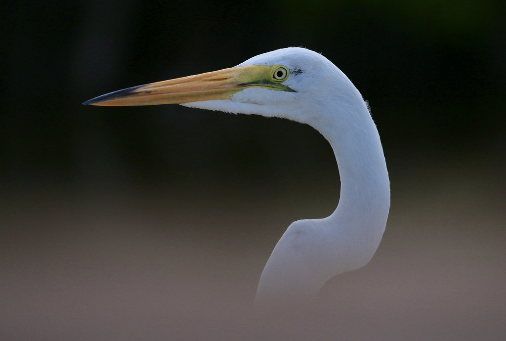 estero lagoon, ft myers beach, florida Gerald Rozemeijer Flickr