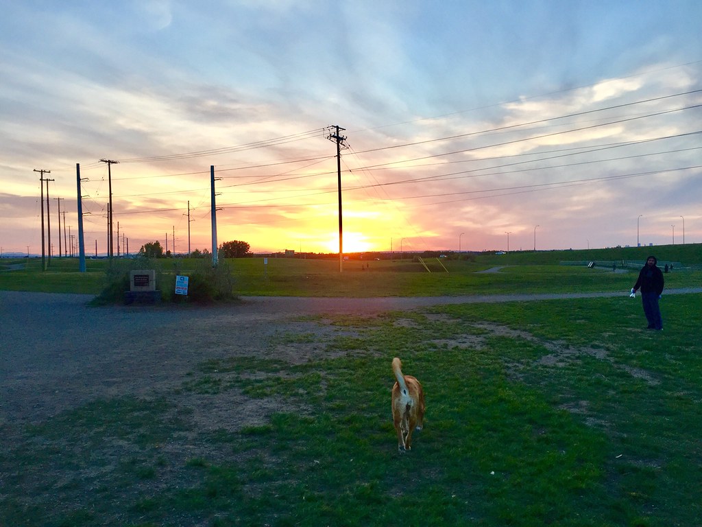 Dog park sunset Michael Flickr