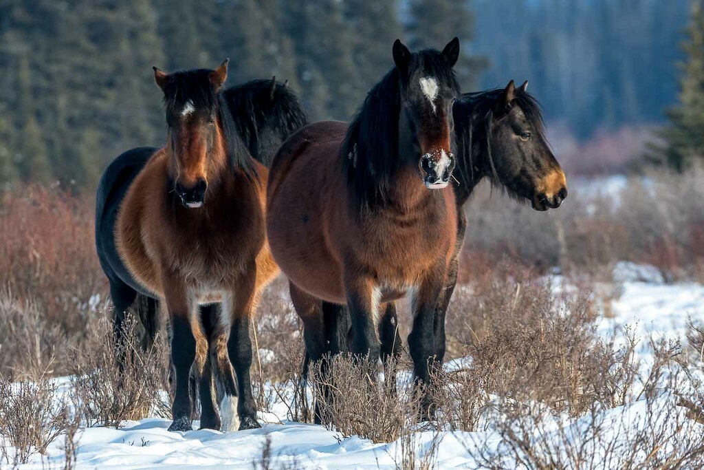 Feral horses in winter along Forestry Trunk Road near Nord