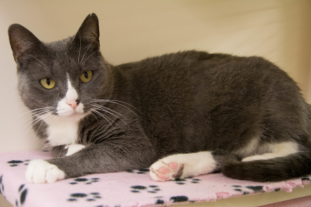 KC Pet Project Cat for Adoption Benjamin White Flickr