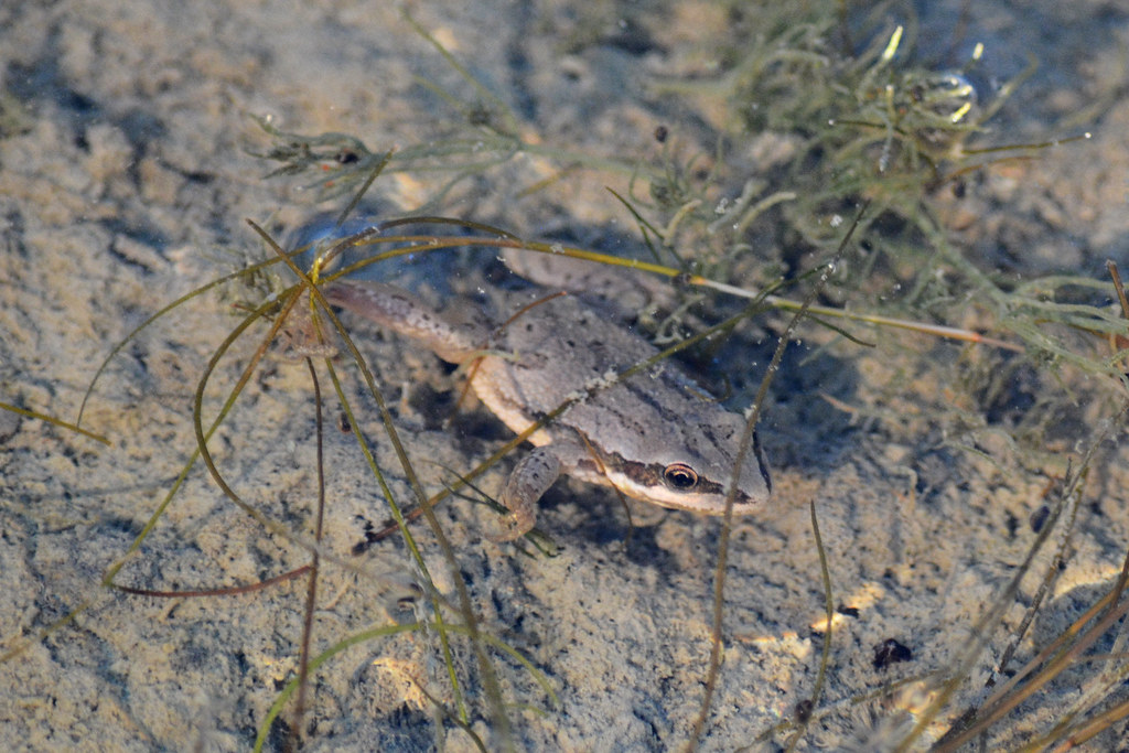 Boreal Chorus Frog Boreal Chorus Frog (Pseudacris maculata… Flickr