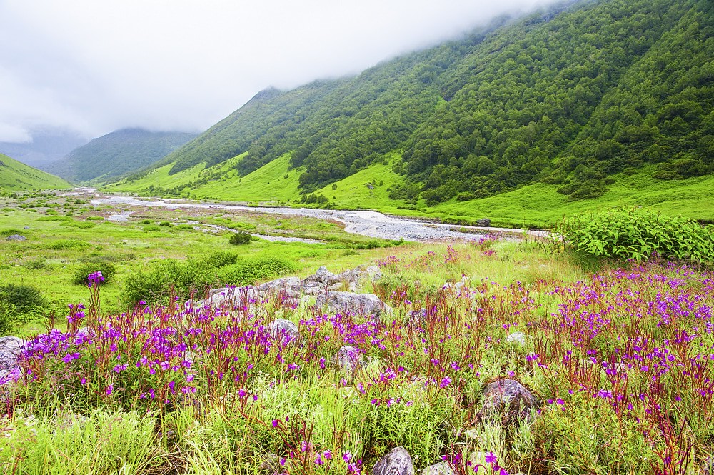 Valley of Flowers Nainital in Uttarakhand The Valley of Fl… Flickr